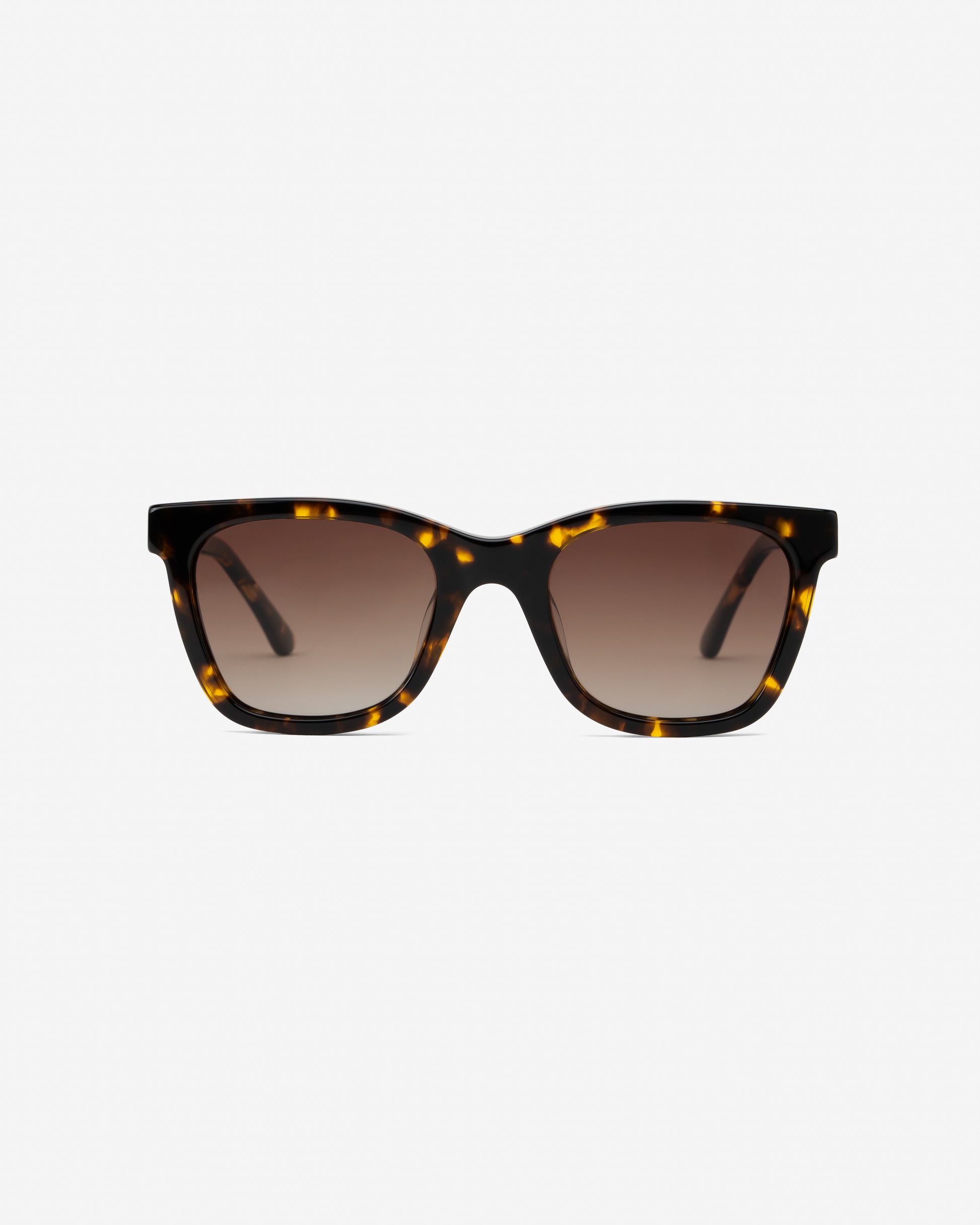 Falcon Brown Havana square gradient brown lenses sunglasses front view